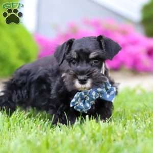 Teddy, Miniature Schnauzer Puppy